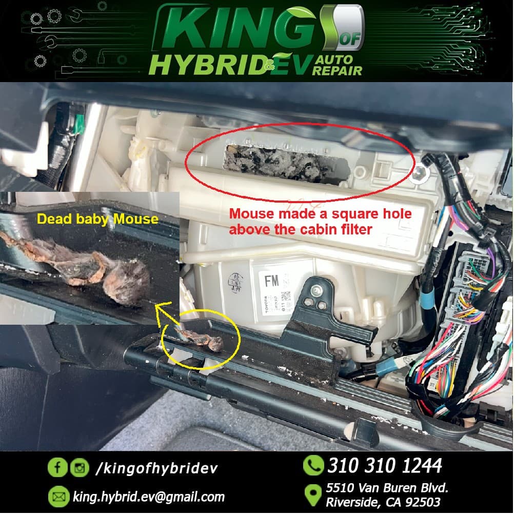 Mice Issues in Cars: A Common and Expensive Problem - Image 2