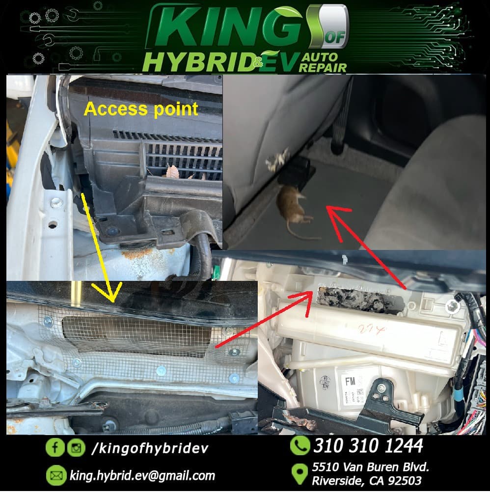 Mice Issues in Cars: A Common and Expensive Problem - Image 3